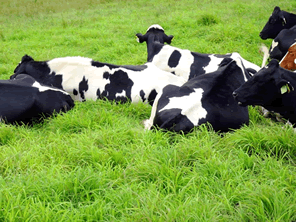 意外と多い牛肉の畜産における温室効果ガス排出量