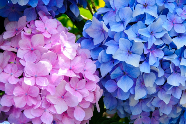 あじさいはどこで見る?名所は?庭に植えるのはダメ?育て方や種類をわかりやすく解説