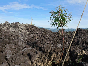 岩石だらけの土地に植林をする