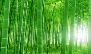今こそ竹を利用する 放置竹林が引き起こす環境問題