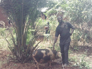 カメルーンの村に養豚の輪を広げたい