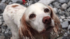 行き場のない鳥猟犬を保護する