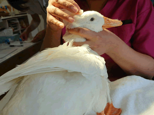 アヒルは野鳥ではない 社会貢献