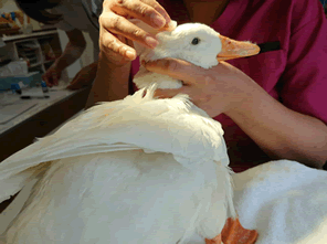 アヒルは野鳥ではない