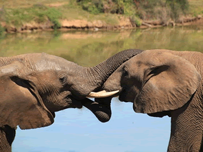 象が絶滅が危機という現実を広めるために象のウンコのアート展を開催する