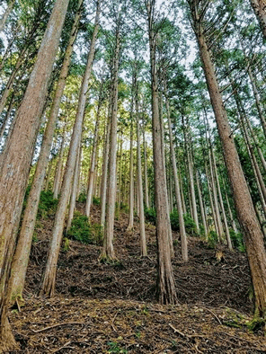 木を飲む