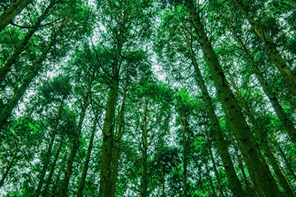 CO2を吸収するはずの森林がCO2の発生源になる
