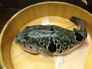 ふぐの旬は秋冬だけじゃない?産地別の時期と食べ方・海外事情まで徹底解説!