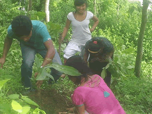 ハチミツ採取に欠かせないネパールのチウリの樹を守る