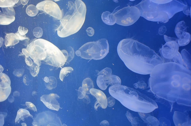 海水浴でクラゲに刺されないために｜増える時期・種類・対策とお盆の海の迷信とは？