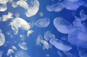 海水浴でクラゲに刺されないために｜増える時期・種類・対策とお盆の海の迷信とは？