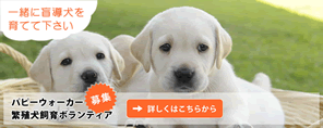 犬が大好きな方向けのボランティア