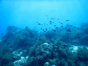 磯焼けは海の砂漠化