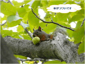 ニホンリスを絶滅させないためにできること