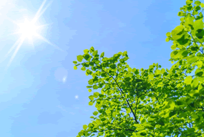 夏至の日付は毎年変わる？夏至に食べる食べ物は？
