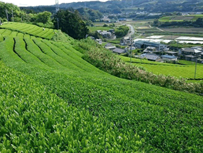 お茶の本当の味とは