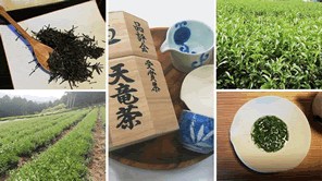 浅蒸し茶と深蒸し茶の違いは何?