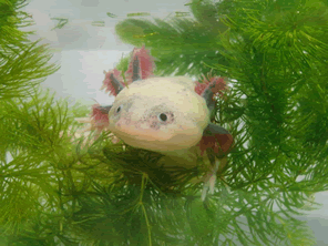 野生のウーパールーパーが絶滅の危機