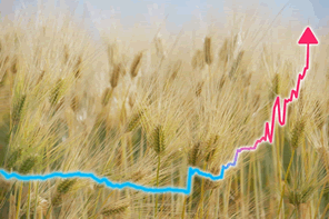 なぜ小麦の価格が高騰しているのか