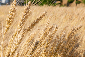 国産小麦はどこまで増やせるのか